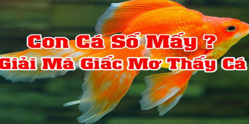 Chiêm bao thấy cá con số nào được chọn để phát tài?