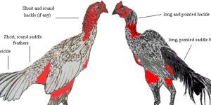 Nhiều tiêu chí đánh giá gà chọi có đẹp hay không?