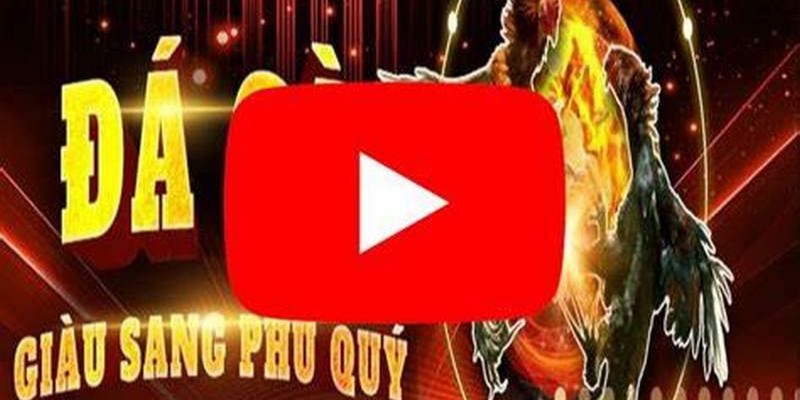 Nơi quy tụ những trận đấu trực tiếp đá gà nổi tiếng thế giới