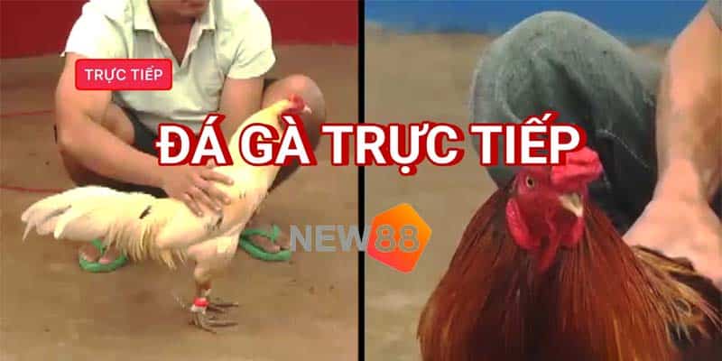 Đá gà cựa dao Philippines trực tiếp